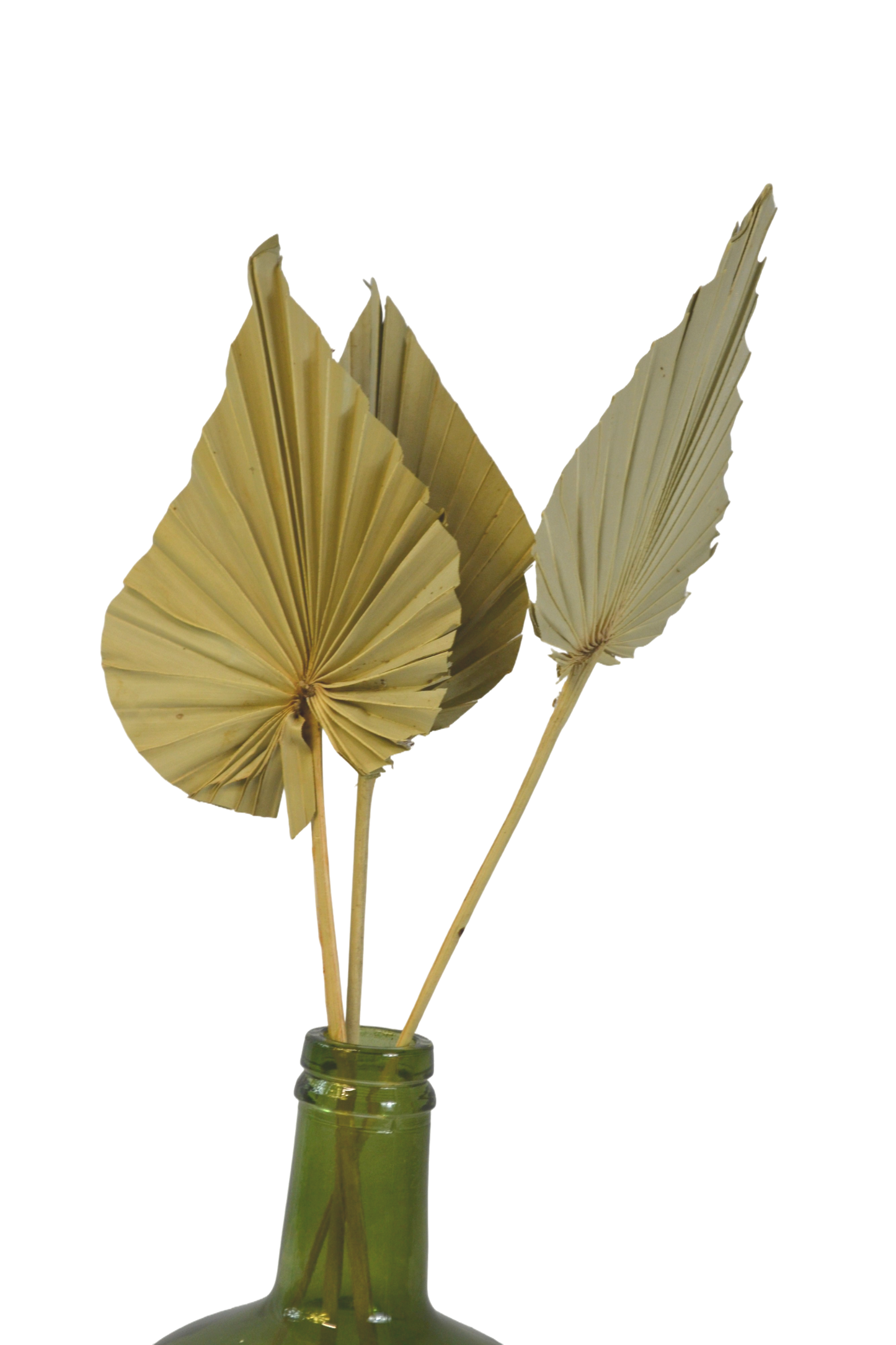 Feuille de Palmier Kenza