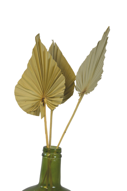 Feuille de Palmier Kenza